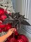 Elegant Black Velvet Glitter Poinsettia Flower set of 3 Flower
